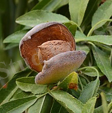 https://upload.wikimedia.org/wikipedia/commons/thumb/b/b5/Madrigueras_%2820578932389%29_%28cropped%29.jpg/220px-Madrigueras_%2820578932389%29_%28cropped%29.jpg