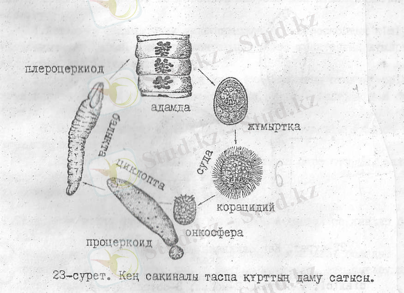 image6