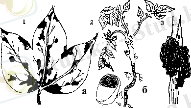 http://rudocs.exdat.com/pars_docs/tw_refs/67/66120/66120_html_m3dc736f6.png