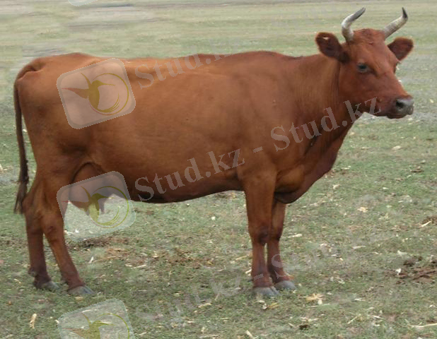http://csh.sibagro.ru/pic/image/cow/krasnaya_stepnaya_star.jpg