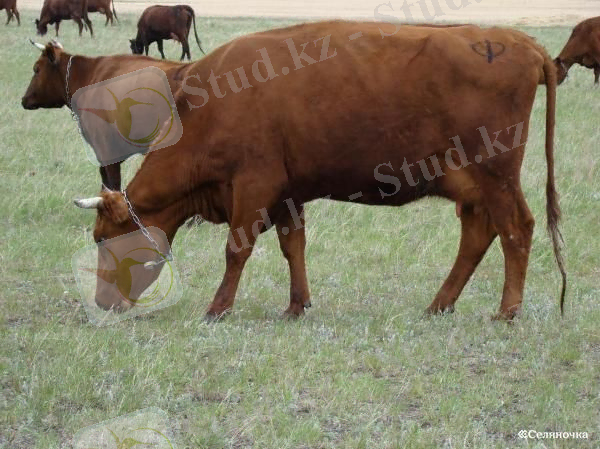 http://agrobk.ru/wp-content/uploads/brown-latvian-cow.jpg