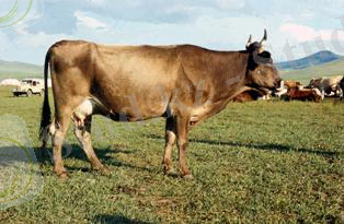 http://agrobk.ru/wp-content/uploads/uher_alatau-cow.jpg