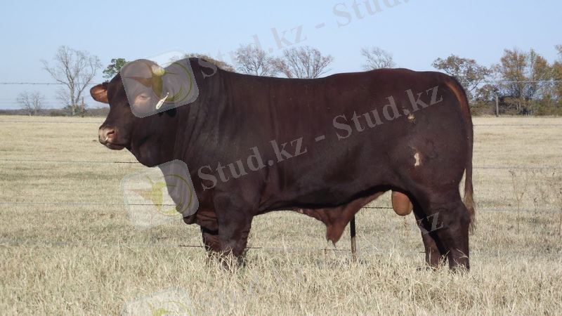 http://agrobk.ru/wp-content/uploads/cattle_sant_gert.jpg