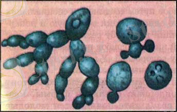 drozhzhevoj-grib-i-smorchok_1.jpg