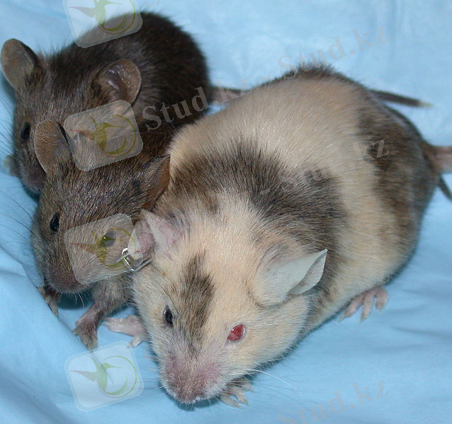 ChimericMouseWithPups.jpg