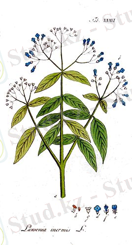 http://www.art-studio74.ru/gallery/Lawsonia_inermis.jpg
