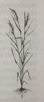 http://upload.wikimedia.org/wikipedia/kk/thumb/6/6d/%D0%9A%D2%AF%D1%80%D1%96%D1%88.jpg/150px-%D0%9A%D2%AF%D1%80%D1%96%D1%88.jpg