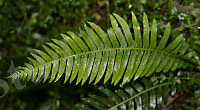 Fern.jpg
