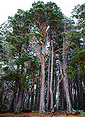 http://upload.wikimedia.org/wikipedia/commons/thumb/5/52/Pinus_sylvestris_Nethybridge.jpg/85px-Pinus_sylvestris_Nethybridge.jpg