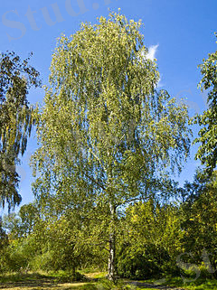 Silver Birch