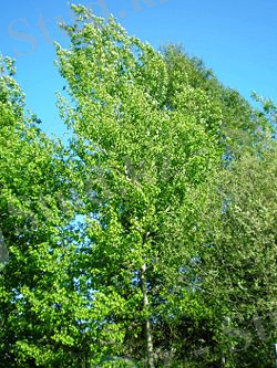 PopulusTremula002.JPG