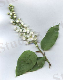 A.