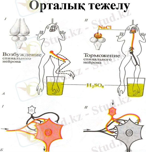 https://cf.ppt-online.org/files1/slide/x/XGHsP6hcdw8elLoyfr2taqTVgnKJ5xj1IEMNpmbzD/slide-3.jpg
