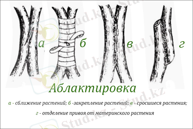 https://dvderevnya.ru/img/1/ablaktirovka.jpg