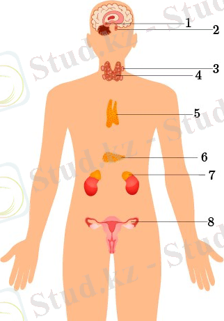 https://itest.kz/uploads/images/%D0%B1%D0%B5%D0%B7%D0%B4%D0%B5%D1%8020-100.jpg