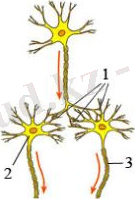 https://itest.kz/upload/images/1350560086.86.jpeg.png