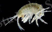 A small, curled-up animal has feathery appendages which it is holding at diverse angles.