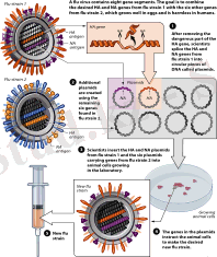 C:\Users\User\Desktop\200px-ReverseGeneticsFlu.svg.png