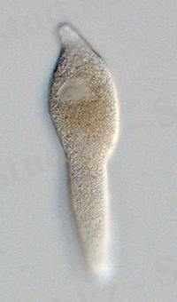http://upload.wikimedia.org/wikipedia/commons/thumb/f/f3/Lankesteria_lm.jpg/200px-Lankesteria_lm.jpg