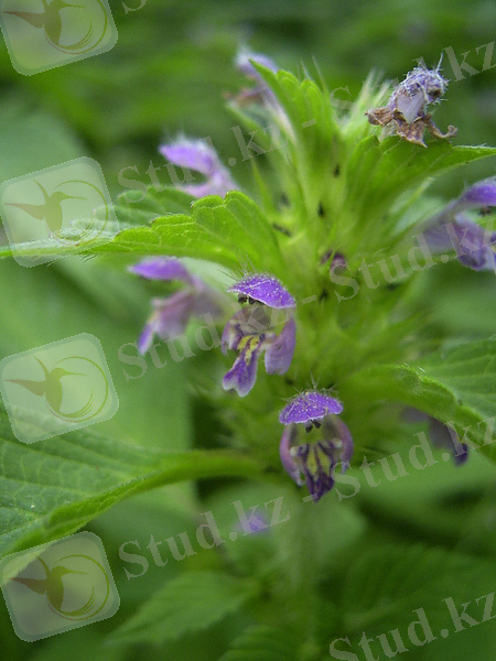 C:\Users\Гулим\Desktop\800px-Galeopsis_tetrahit_bloemen2.jpg