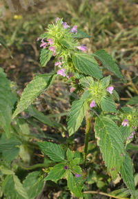 C:\Users\Гулим\Desktop\95.jpg