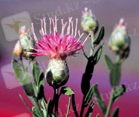 C:\Users\Гулим\Desktop\Acroptilon_repens.jpg