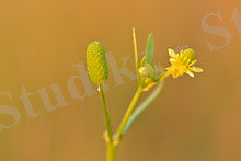 C:\Users\Гулим\Desktop\Ranunculus_sceleratus_-_mürktulikas_Keilas.jpg
