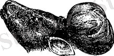 C:\Users\Timur\Desktop\4716.jpg