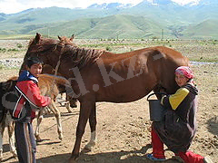https://upload.wikimedia.org/wikipedia/commons/thumb/9/92/Mare_milking_Suusamyr.jpg/240px-Mare_milking_Suusamyr.jpg