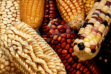 https://upload.wikimedia.org/wikipedia/commons/thumb/f/fe/GEM_corn.jpg/220px-GEM_corn.jpg