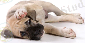 http://gavmyau.ru/images/dog/bolezni/tuberkulez.jpeg