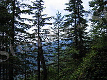 https://upload.wikimedia.org/wikipedia/commons/thumb/e/e8/GrouseMountainBC.JPG/220px-GrouseMountainBC.JPG