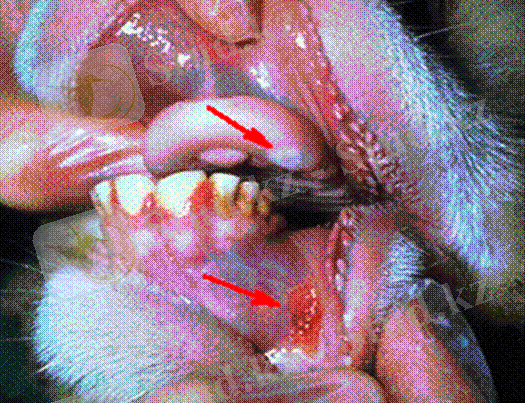 http://www.medicalj.ru/images/infekcii/yacshur03.gif