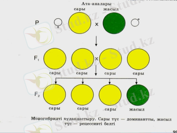 моног.jpg