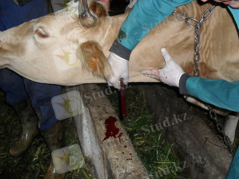 http://vetpk.ru/files/news2/210.jpg