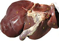 200px-Leber_Schaf.jpg