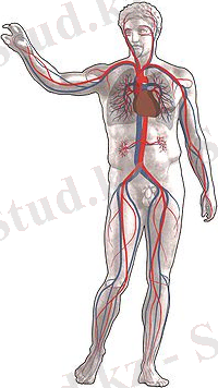 https://upload.wikimedia.org/wikipedia/commons/thumb/7/74/Grafik_blutkreislauf.jpg/220px-Grafik_blutkreislauf.jpg