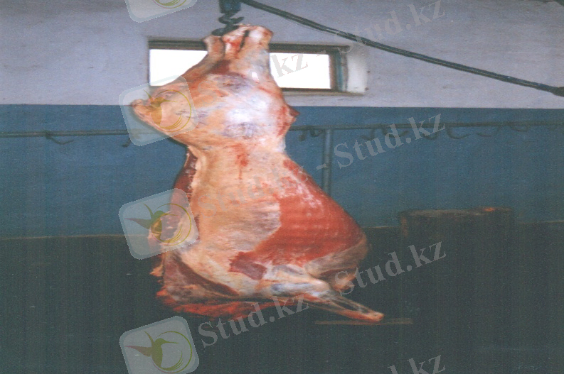 photo33