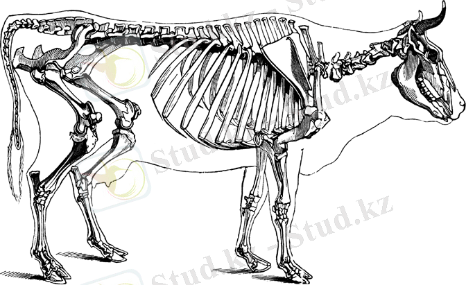 http://ebooks.unair.ac.id/data/bahan_kuliah/fkh/SEMESTER%201/Anatomy%20Veterinery/gambar%20anvet/kerangka%20sapi/etc%20usf%20edu.gif