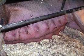 http://www.piginfo.ru/upload/images1/%D0%9C%D0%B0%D1%81%D1%82%D0%B8%D1%82%20%D1%83%20%D1%81%D0%B2%D0%B8%D0%BD%D0%BE%D0%BC%D0%B0%D1%82%D0%BE%D0%BA.jpg