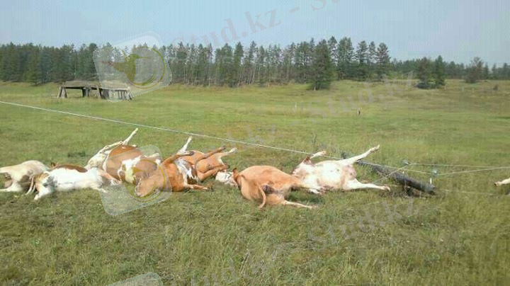 http://agro-max.ru/wp-content/uploads/2015/04/%D0%BF%D0%B0%D0%B4.jpg