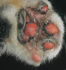 http://pets-help.ru/upload/medialibrary/031/03141ebe2db1b1c669b9b2d0f645f61d.jpg