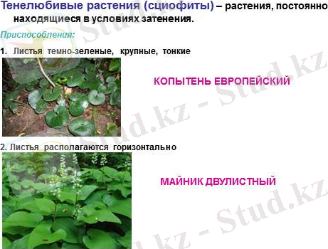 http://volna.org/wp-content/uploads/2014/11/ekologhichieskiie_ghruppy_rastienii4.png