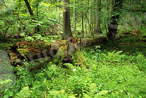 https://upload.wikimedia.org/wikipedia/commons/thumb/2/25/Puszcza_bia%C5%82owieska_fragmenty_rezerwatu_%C5%9Bcis%C5%82ego_a8.JPG/300px-Puszcza_bia%C5%82owieska_fragmenty_rezerwatu_%C5%9Bcis%C5%82ego_a8.JPG