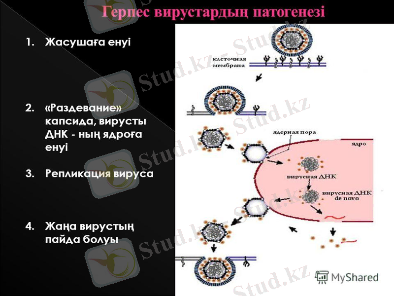 http://images.myshared.ru/840818/slide_12.jpg