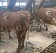 http://agrobk.ru/wp-content/uploads/Cow-sick_with_anthrax.jpg