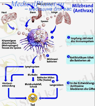 http://medicalplanet.su/Img/892.jpg
