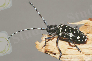 C:\Users\Admin\Desktop\anoplophora-chinensis5.jpg