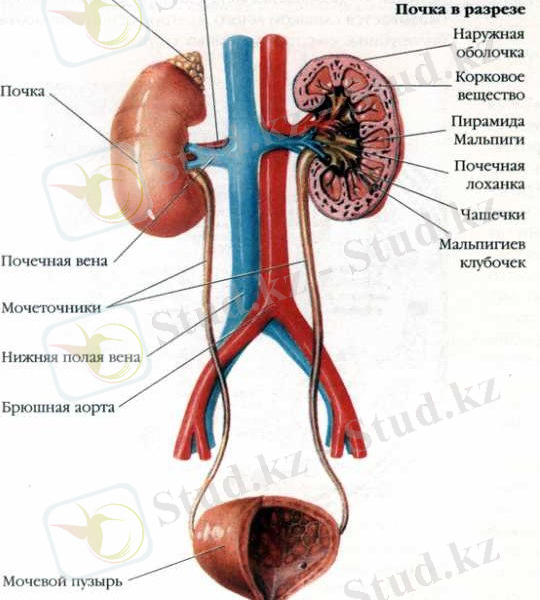 http://www.skalpil.ru/uploads/posts/2014-04/1398008035_sistema.jpg
