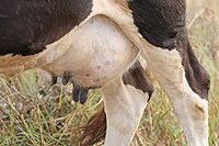 Cow udders02.jpg